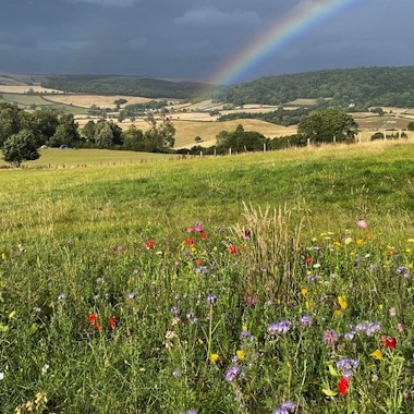 Camping in a wildflower meadow, withing Exmoor National Park.